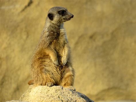 Meerkat Nature Animal Cute Zoo Fur Sweet Mammal Stand Curious