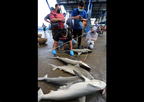 Bimtek Identifikasi Ikan Hiu Dan Pari Di Aceh Antara Foto