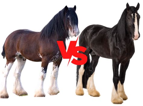 Shire Vs Clydesdale Find Out Which Breed Is More Popular 2022