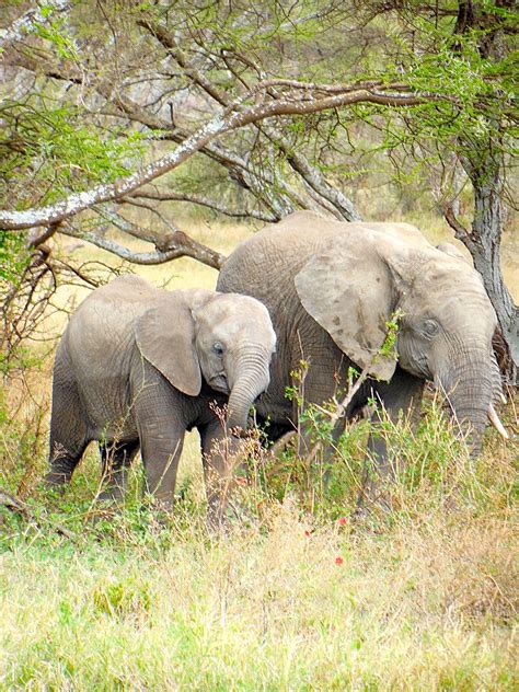 Safari Serengeti African Elephant Elephant Walk Cute Animals