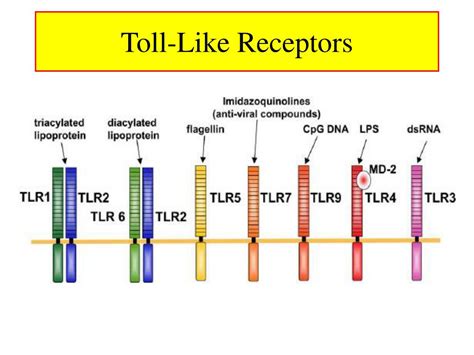 Ppt Toll Like Receptors Tlr Powerpoint Presentation Id773551