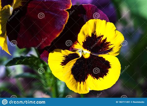 Yellow Vinous Pansy Flowers Viola Tricolor Stock Image Image Of