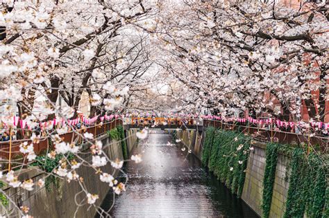 Our Cherry Blossom Experience At The Famous Meguro River In Tokyo