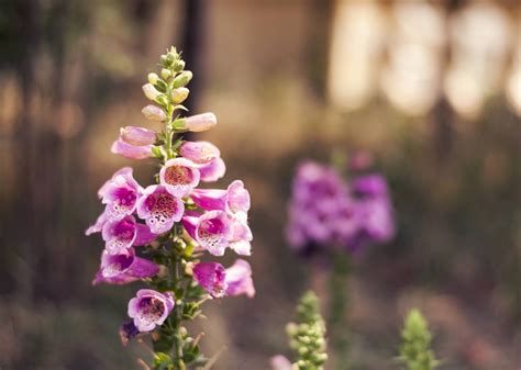 Start indoors about 10 to 12 weeks prior to the last frost in your region. These 10 Flowering Plants Thrive in Dry Shade | Dry shade ...