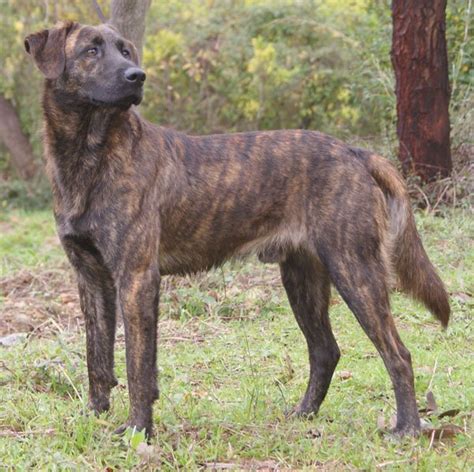 20 Brindle Dog Breeds With Brindle Pattern Coats With Pictures Pet Keen
