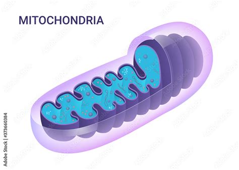 Vector Diagram Of Mitochondria Cross Section View Medical