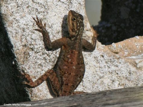 Agamas Rainbow Lizards On The Treasure Coast A Florida Master