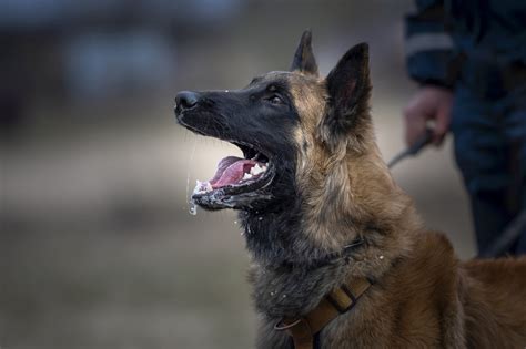 Long Haired Belgian Malinois Shepherd Specialty Dog Training