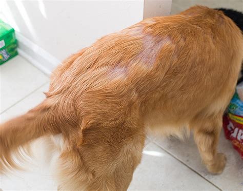 All You Need To Know About Alopecia In Dogs Monkoodog