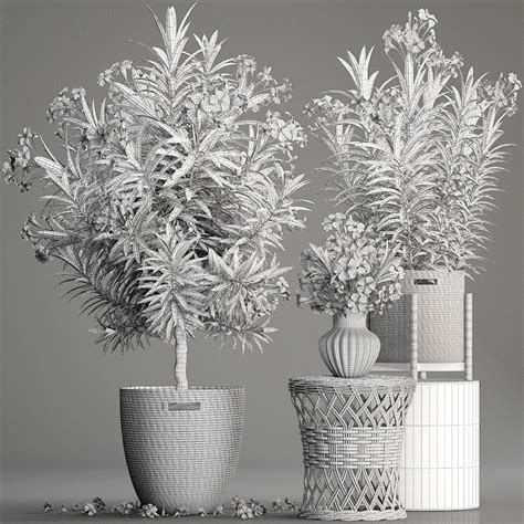 Collection Nerium Oleander 3d Model Cgtrader