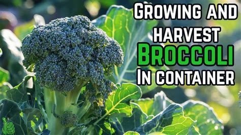 How To Grow Broccoli In Containers For Beginners Things You Need To