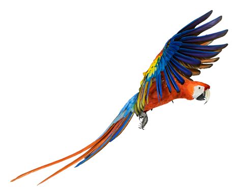 Macaw Png Pic Png All Png All