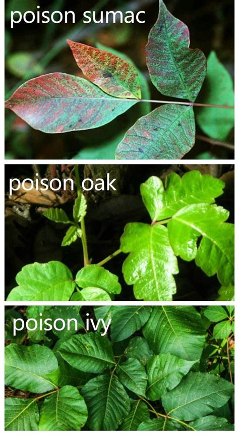 Poison Ivy Prevention Natural Ways To Treat This Invasive Weed
