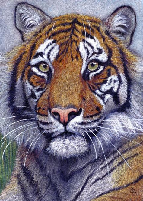 Tiger Portrait Cc Poster By Svetlana Ledneva Schukina Displate
