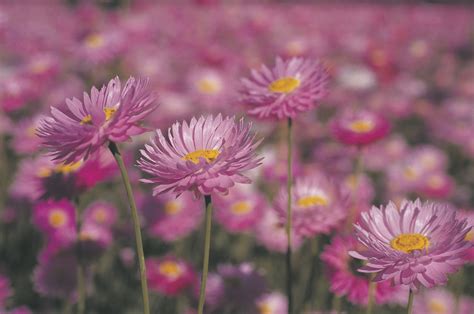 Wildflower Season In Wa