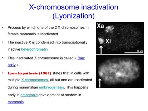 The inactivation of an x chromosome. Modes of inheritance