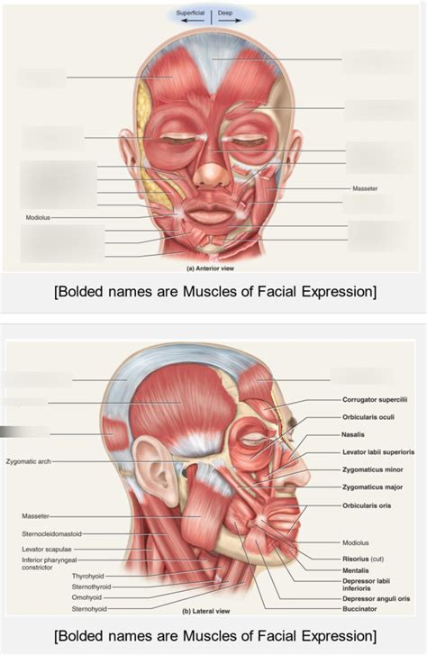 Muscles Of Facial Expression Identification Diagram Quizlet