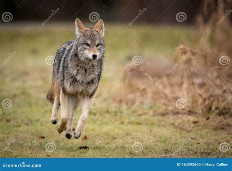 A Coyote In Canada Stock Photo Image Of Coast Funny 164392660
