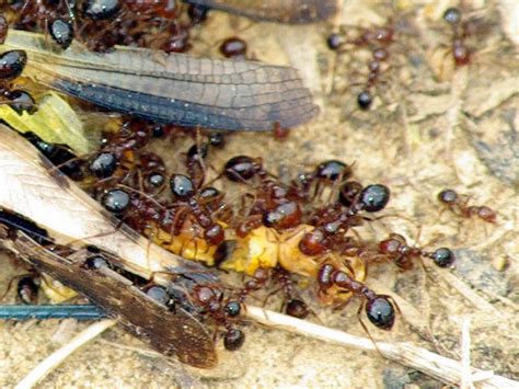 Red Imported Fire Ant Facts Anatomy Diet Behavior Animals Time