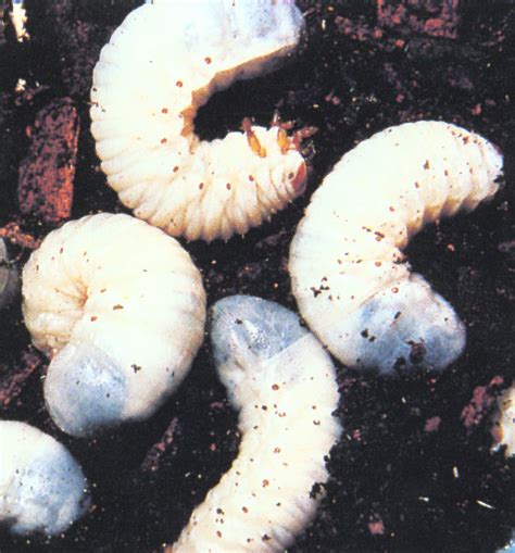 White Grubs Forest Nursery Pests