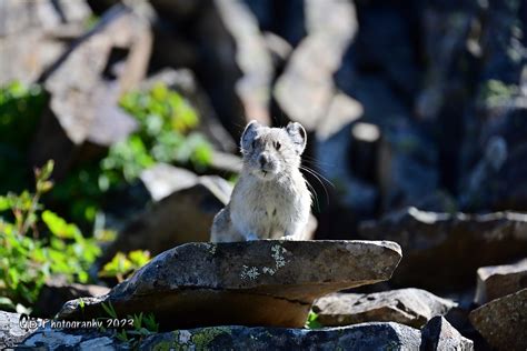 Pika Dsc1608 Pika Seen In Kananaskis On June 23 2023 Ron Kube