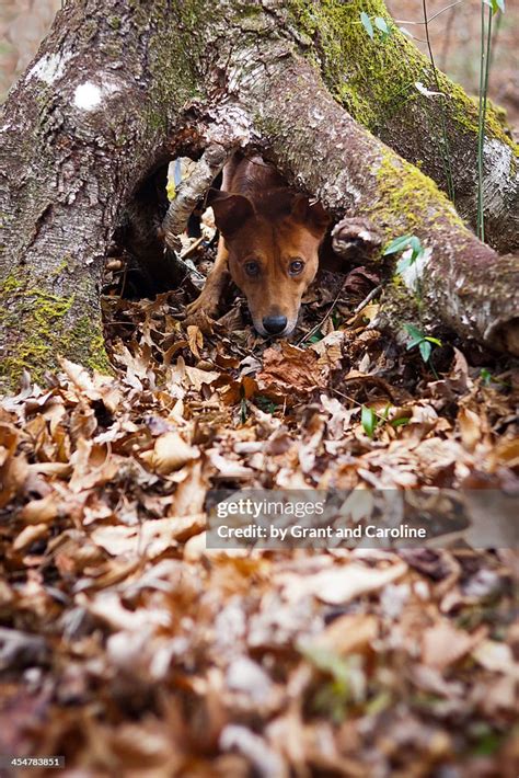 Dog Crawling Under A Tree High Res Stock Photo Getty Images