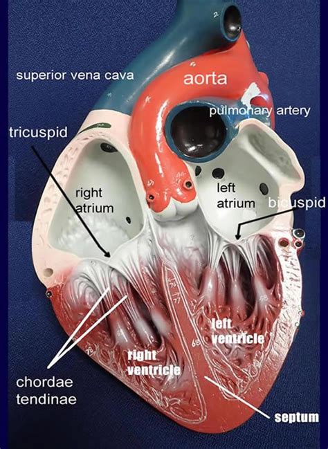 Image Result For Labeled Heart Model A P Pinterest Heart Anatomy My