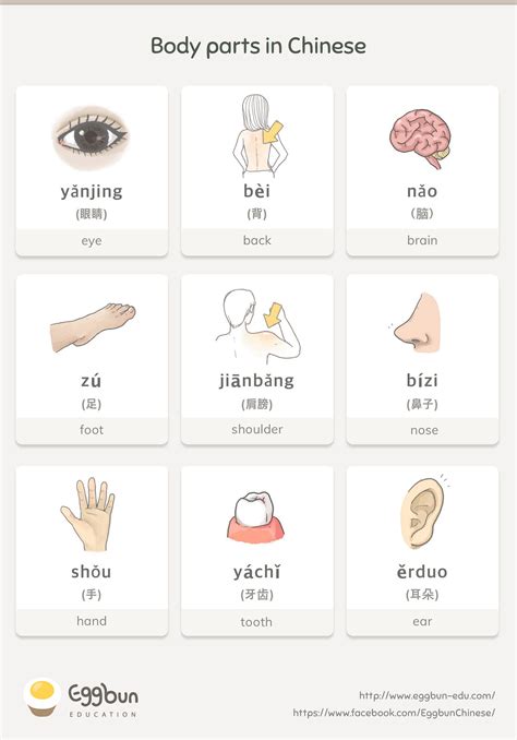 Body Parts In Mandarin Chinese Have You Got That Lets Learn More
