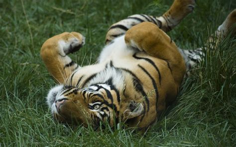 Tiger Lying On Green Grass Field During Daytime Hd Wallpaper