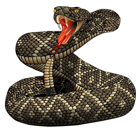 Download Rattlesnake Png File Hq Png Image Freepngimg
