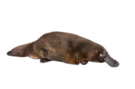 Platypus On The Ground Png Image Purepng Free Transparent Cc0 Png