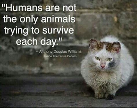 Quotes About Kindness To Animals 33 Quotes