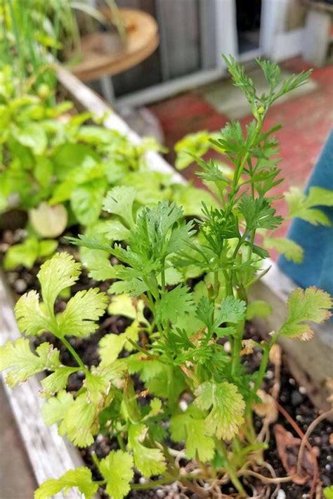 It is widely employed in savory dishes in almost all parts of the world. Learn How to Grow Cilantro and Coriander | Perennial herbs ...