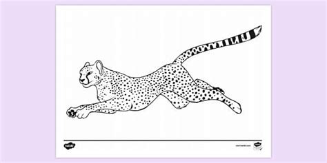 Free Cheetah Colouring Page Colouring Sheets Twinkl