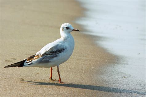 Free Images Beach Wing Seabird Seagull Wildlife Beak Fauna Seagulls Vertebrate Water