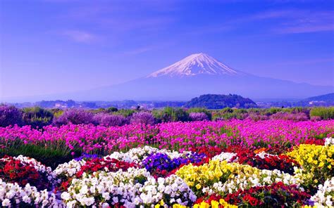 Flowers Near Mt Fuji In Japan Full Hd Wallpaper And Background Image