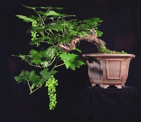 Grape Bonsai Re Rare Species Of Bonsai Typesofbonsaitrees Bonsai