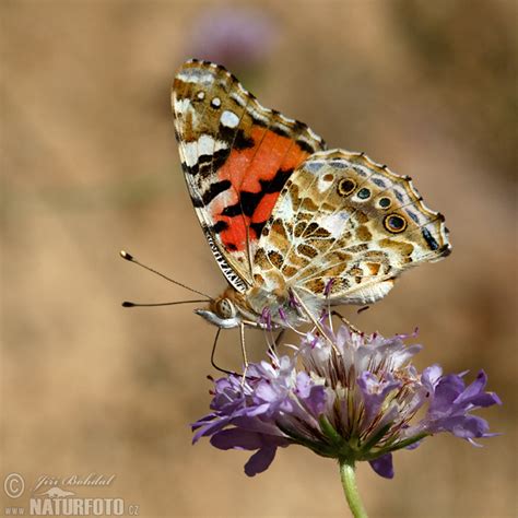 Vanessa Cardui Pictures Painted Lady Images Nature Wildlife Photos