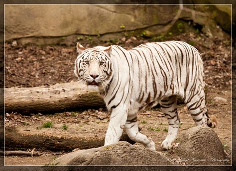 White Tiger Cincinnati Zoo And Botanical Gardens Eos 5d Mark Flickr