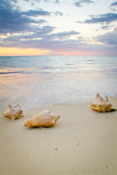 Sea Shells At Sunset Photograph By Nersibelis Photography Fine Art