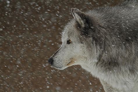 Winter Wolf Photograph By Steve Mckinzie Fine Art America