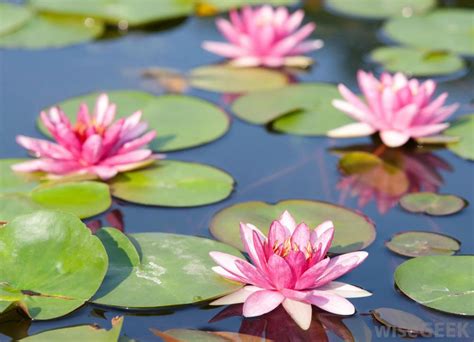 Water lilies provide food for fish and wildlife, and many varieties have been developed for ornamental use in garden pools and conservatories. What are the Different Types of Pond Water Features?