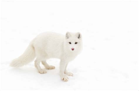 Domesticated Arctic Fox
