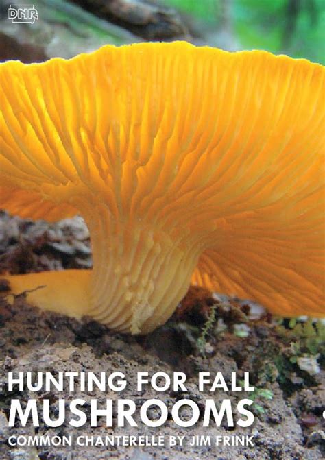 On The Hunt For Fall Mushrooms Stuffed Mushrooms Edible Wild