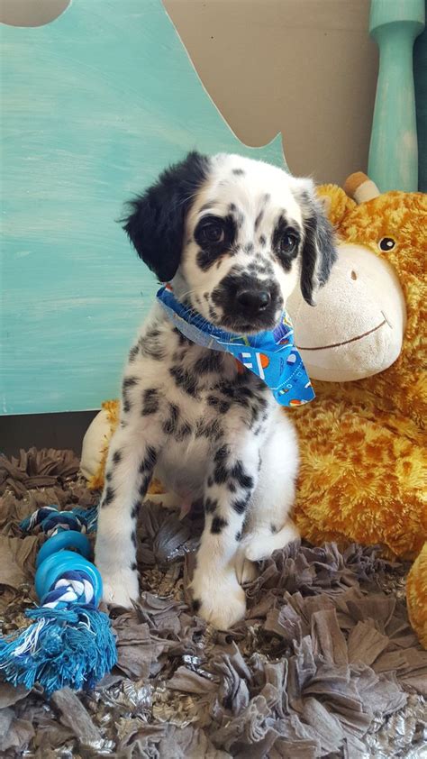 Long Haired Dalmatian Puppy For Sale Myrle Warfield