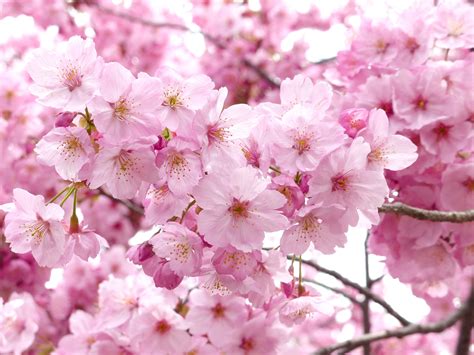 Cherry Flowers Sakura Flowers Japanese Cherry Blossoms Flowers