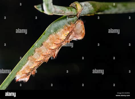 A Mature Caterpillar Of The Blue Morpho Butterfly Stock Photo Alamy
