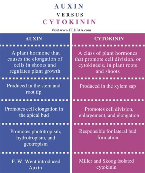 What Is The Difference Between Auxin And Cytokinin Pediaacom