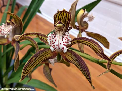 Beginning With Cymbidium Species — Cymbidium Orchid Society Of Victoria