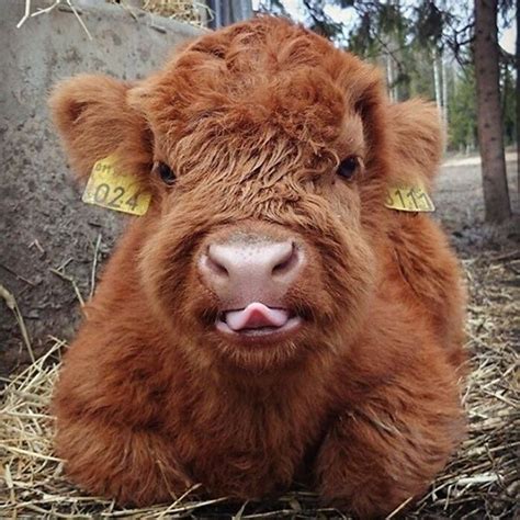 Pin By Dianna Hopkins On Cows Cute Baby Cow Fluffy Cows Baby Cows